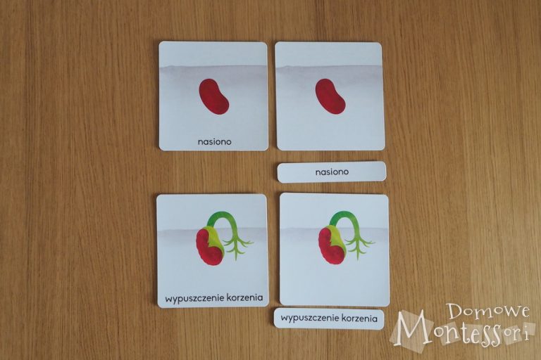 Fasola - obserwacja rozwoju rośliny - Domowe Montessori